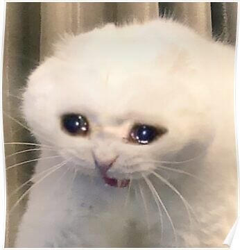A crying cat
